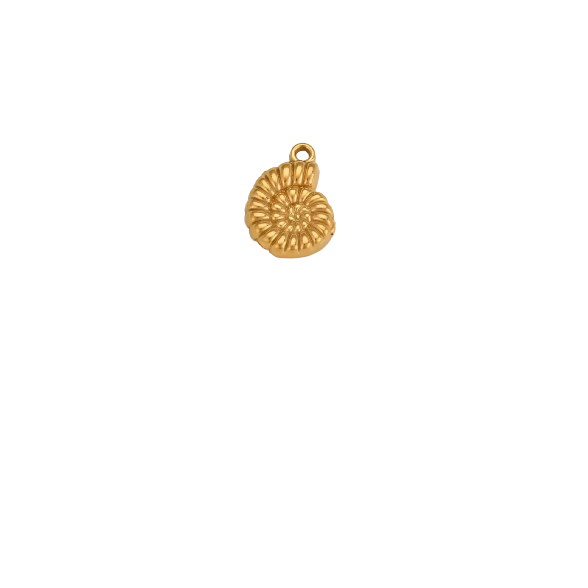 Coquillage fossil